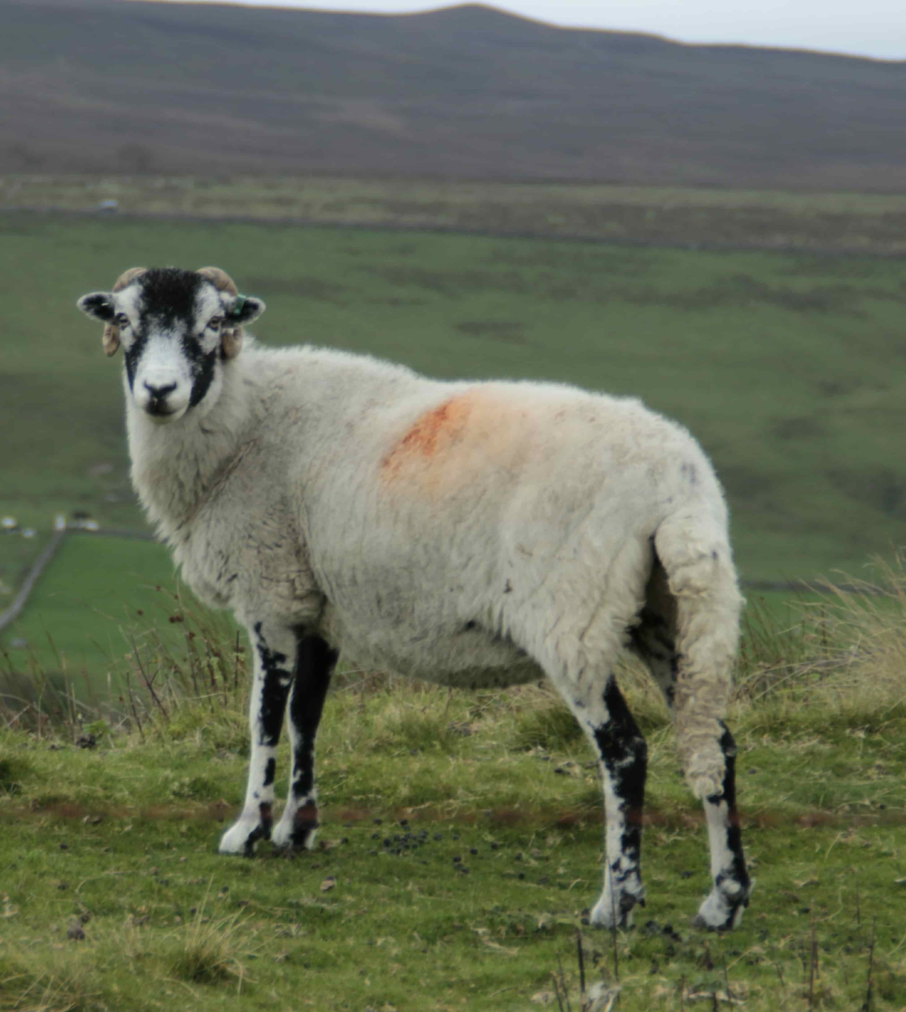 Make Your Qurbani Count This Year with My Sadaqah Online